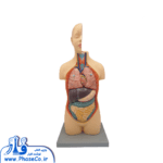 مولاژ نیم تنه 1/2 ساده 9 قسمتی