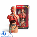 مولاژ نیم تنه انسان با نمایش عضلات (سایز ۱/۲) - ۷ تکه قابل تفکیک