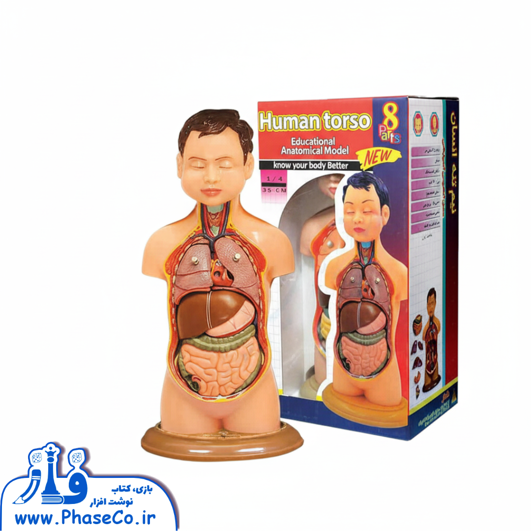 مولاژ نیم تنه انسان ۸ تکه (مقیاس ۱/۴)